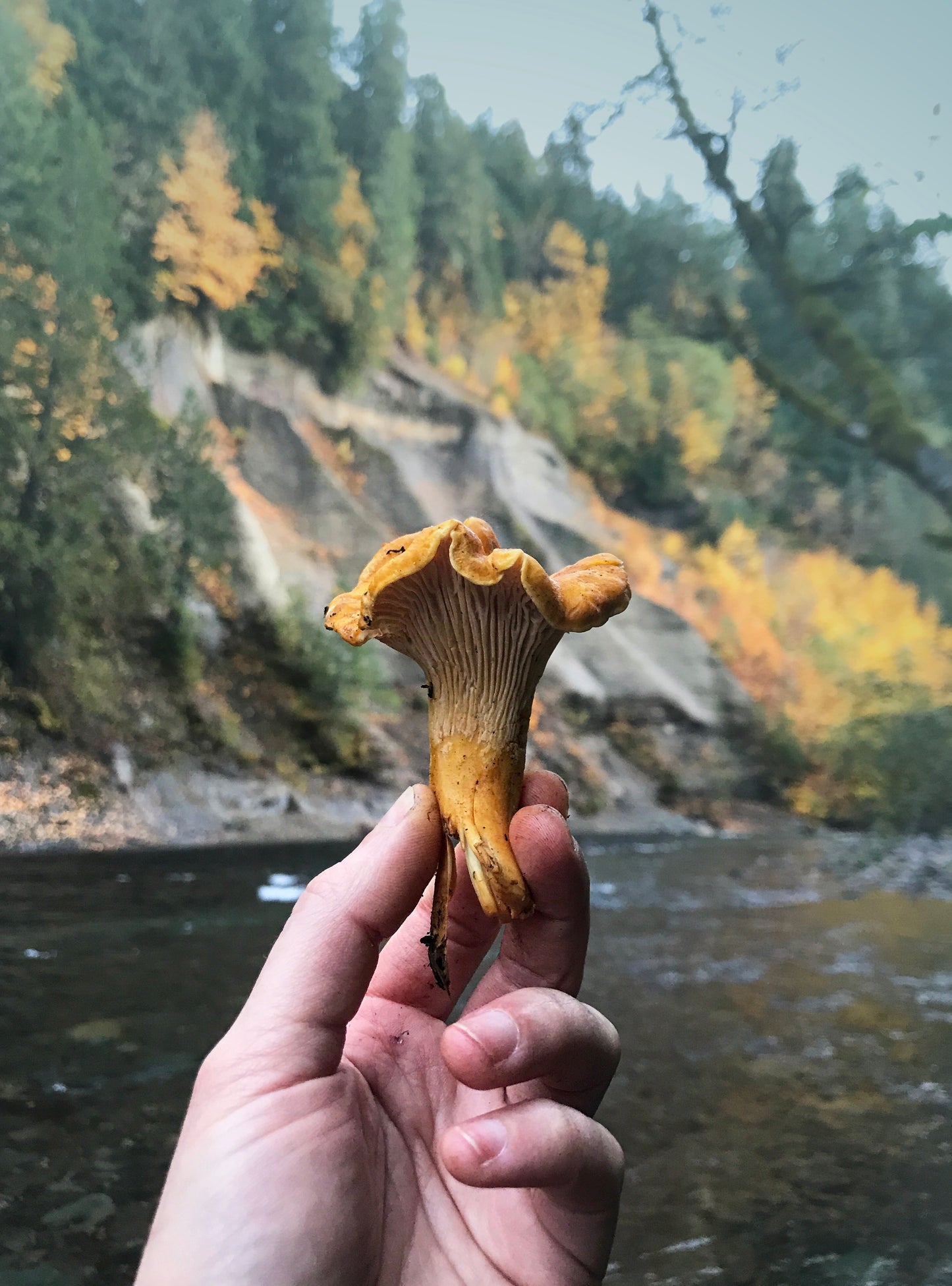Mushroom postcards