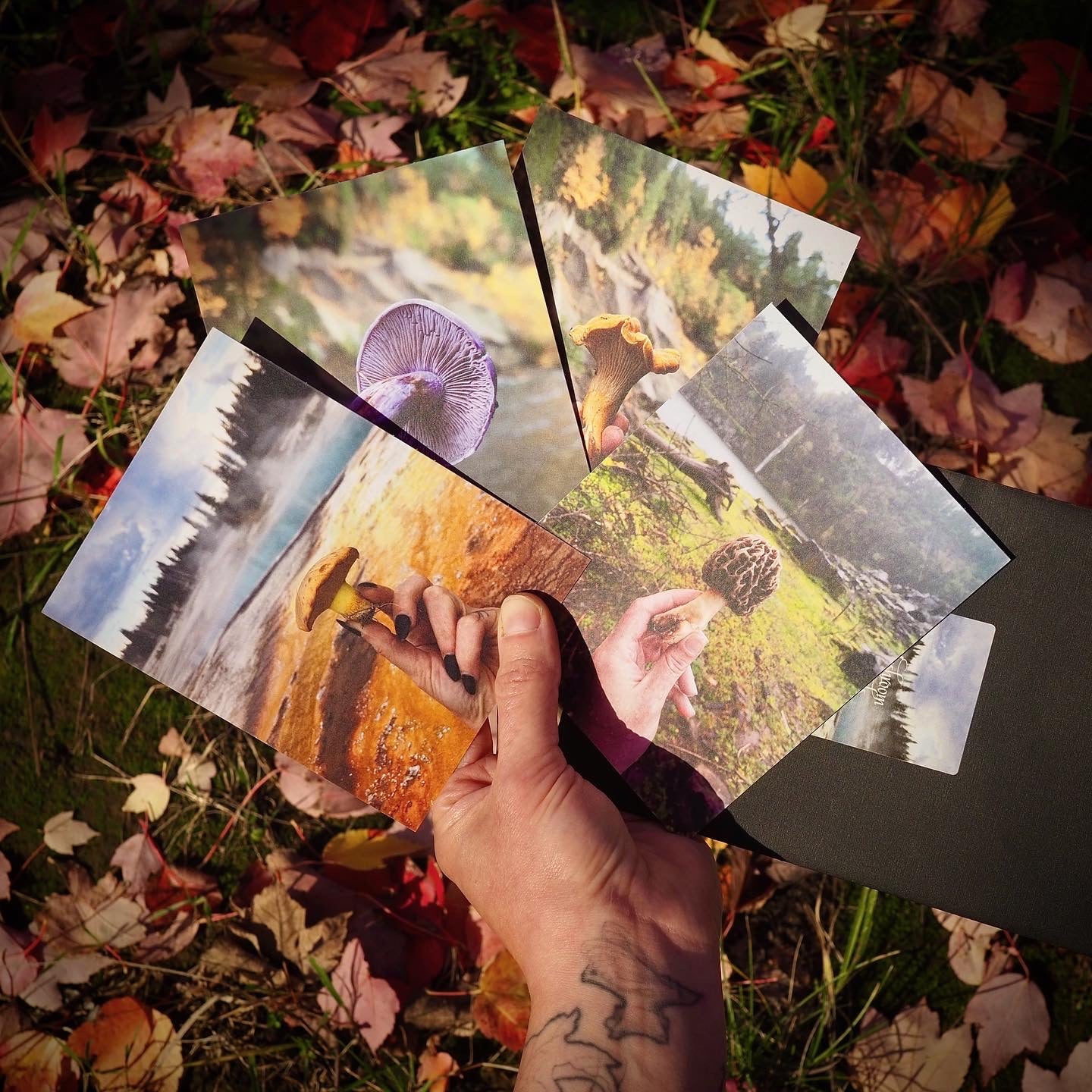 Mushroom postcards