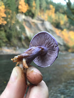 Mushroom postcards